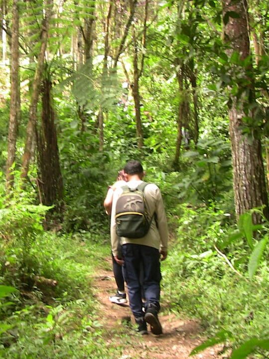 Personas caminando por un sendero entre vegetación muy verde.